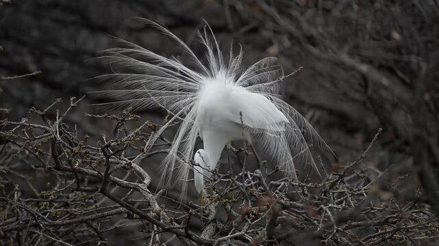 Male great egrets are actively courting their lover with spreading their long, beautiful feathers to impress their love in the spring heavy wind.