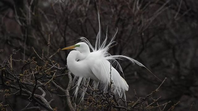 Male great egrets are actively courting their lover with spreading their long, beautiful feathers to impress their love in the spring heavy wind.