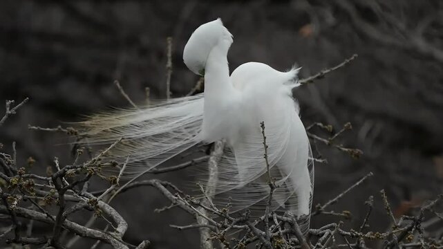 Male great egrets are actively courting their lover with spreading their long, beautiful feathers to impress their love in the spring heavy wind.