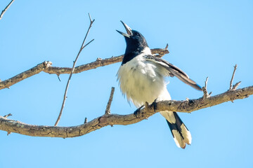 Pied butcherbird sings out while perched on a branch