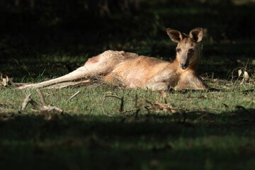 A kangaroo resting on the grass