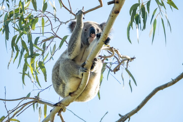 A koala relaxing in a tree