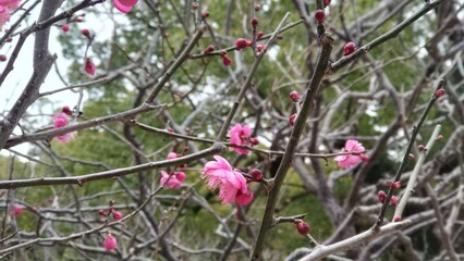 The view and landscape of Japan