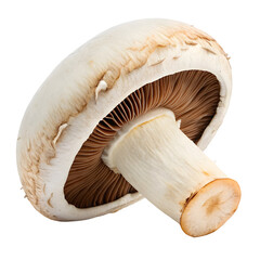 mushroom isolated on white