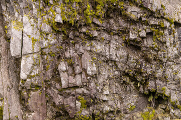 Natural Rock Wall with Moss and Ferns in BC, Canada
