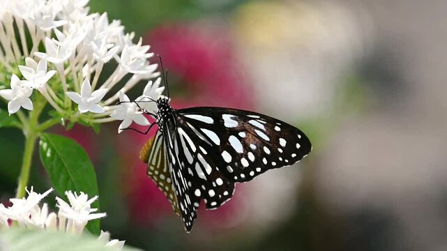 Feeding on nectar, the Blue Tiger butterfly