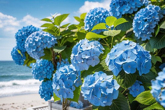 Coastal Home Design with Vibrant Blue Hydrangeas for a Fresh Aesthetic