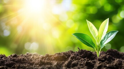 Close-up of rich, textured soil symbolizing growth and natural vitality in gardening.
