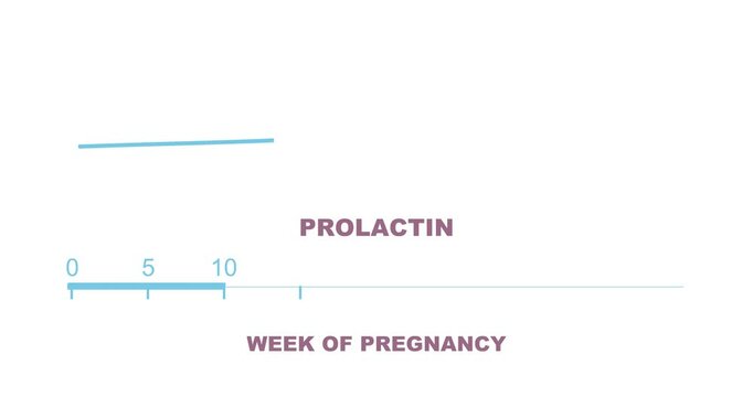 A graph showing changes in hormone prolactin levels during pregnancy. Animated time line