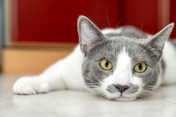 grey and white cat portrait. Muzzle of a gray fluffy cat close up lying on the tile floor. red background. big eyes. copy space. pet ownership, pet friendship concept. Pet portrait.