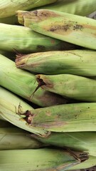 A close-up view of several ears of corn still wrapped in their green husks, displaying natural dirt...