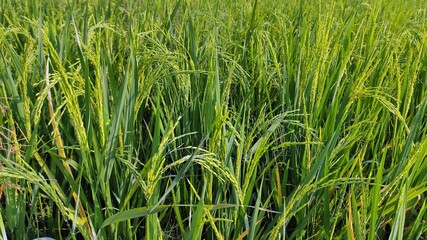 A close-up view of a vibrant rice paddy field with lush green rice plants in their reproductive stage. The rice panicles, heavy with developing grains, gently sway in the sunlight
