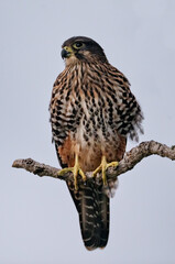 New Zealand falcon