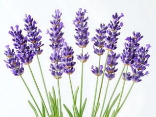 Fototapeta premium Lavender blooms in serenity botanical garden floral photography nature close-up