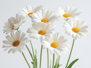 Fototapeta premium Fresh white daisies in a minimalist setting indoor floral photography