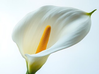 Elegant white calla lily bloom botanical garden macro photography nature
