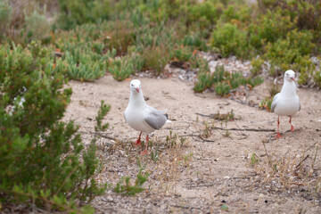 close-up of a group of seagulls in a natural, sandy environment 