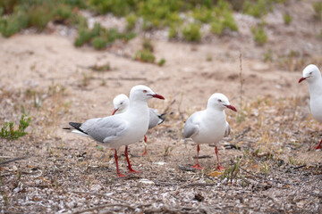 close-up of a group of seagulls in a natural, sandy environment 