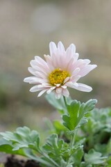 Obraz premium pink and white dahlia