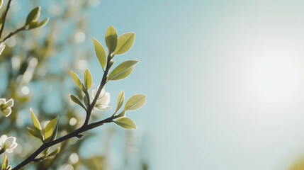 First green leaves on a tree branch, soft natural light and clear blue sky in the background, plenty of space for text