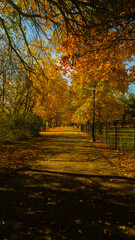 autumn in the park