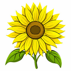 sunflower on white background