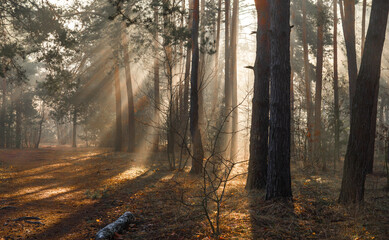 Obraz premium Sunbeams breaking through tree branches. A pleasant walk in the forest on a sunny morning.