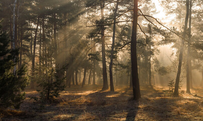 Sunbeams breaking through tree branches. A pleasant walk in the forest on a sunny morning. © Mykhailo