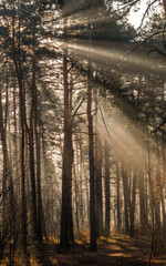 Sunbeams breaking through tree branches. A pleasant walk in the forest on a sunny morning. © Mykhailo