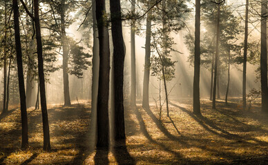 Sunbeams breaking through tree branches. A pleasant walk in the forest on a sunny morning. © Mykhailo