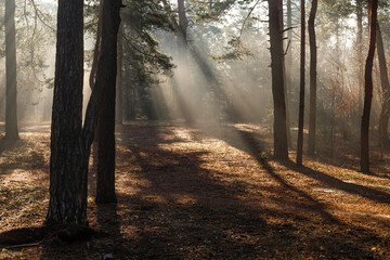 Obraz premium Sunbeams breaking through tree branches. A pleasant walk in the forest on a sunny morning.
