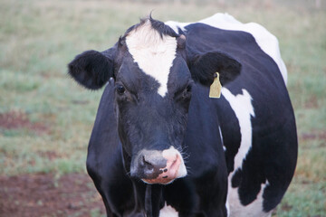 Close-up of a black and white cow looking at the camera
