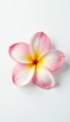 Single frangipani blossom with delicate petals on pure white backdrop, minimalistic, vibrant