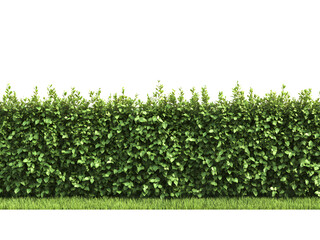 This image showcases a meticulously trimmed green hedge with a green grassy lawn in front of it.