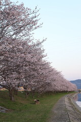 桜・満開 桜の開花 花とつぼみ #Cherry blossoms  桜イメージ　日本の花 #サクラ