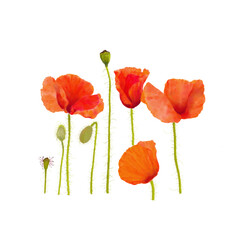 Obraz premium Poppy flowers water colour painting 