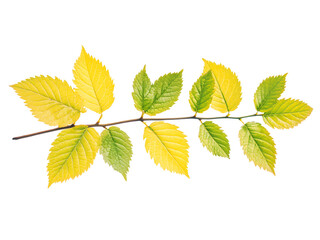 a small plant twig with leaves in shades of yellow and green isolated on transparent background, cut out, PNG 3D Digital Art.