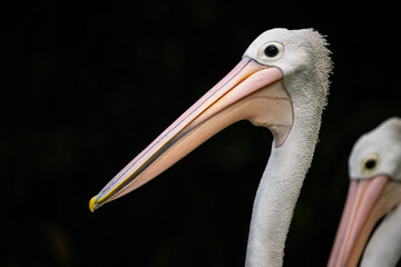 Australian Pelican - Pelecanus conspicillatus, beautiful large water bird from inland and coastal water of Australia and Indonesia.