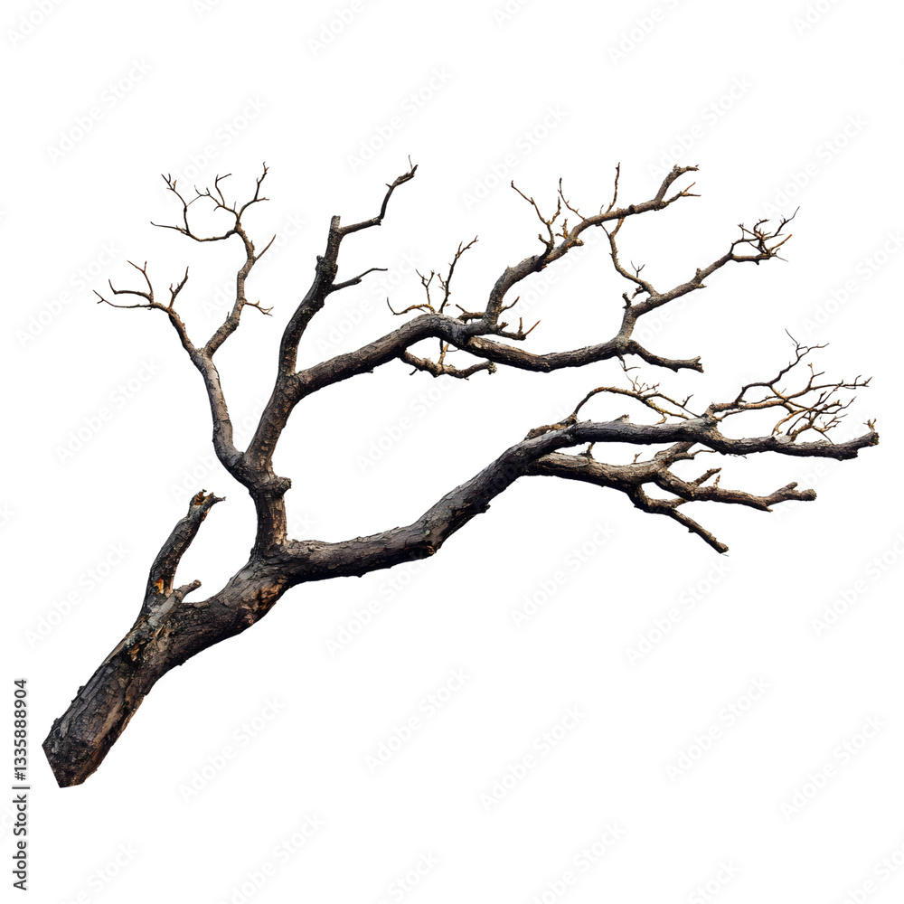 Wall mural the image showcases a close-up of a single, isolated tree branch against a neutral backdrop.