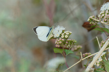 large whitepieris brassicae