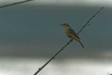 bird on a branch