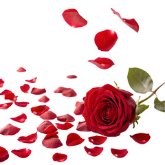 Fototapeta premium red roses on white background