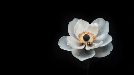 Fototapeta premium Elegant Monochrome Anemone Flower Dark Background High Resolution Botanical Photography