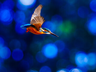 玉ボケのカワセミ01