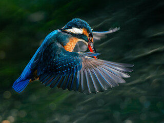 ホバリング中のカワセミ01