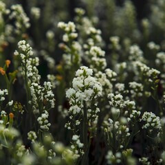 Closeup of field of plants/flora/flower.