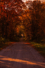 autumn in the forest