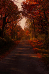 Naklejka premium sunset in the forest