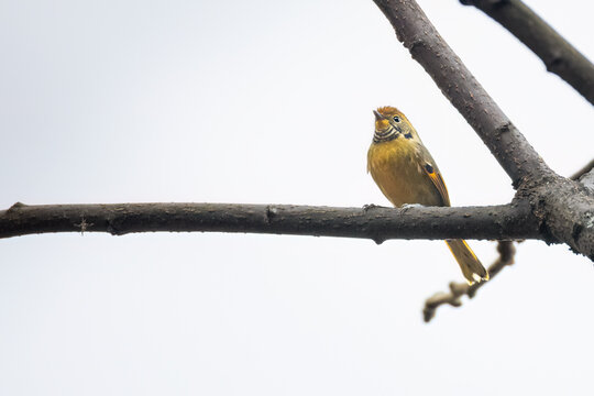 Chestnut-tailed minla seating on a tree branch