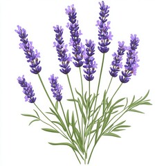 Fototapeta premium A vibrant cluster of lavender blossoms